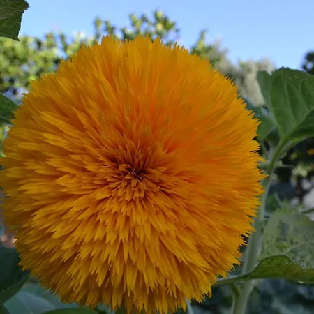 Frühstückspension L'antropologo 3*